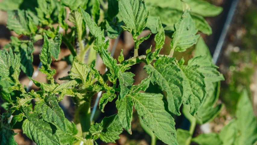 a close up of a plant with green leaves, forest gump tomato body, in the sun, chewing tobacco, highly textured