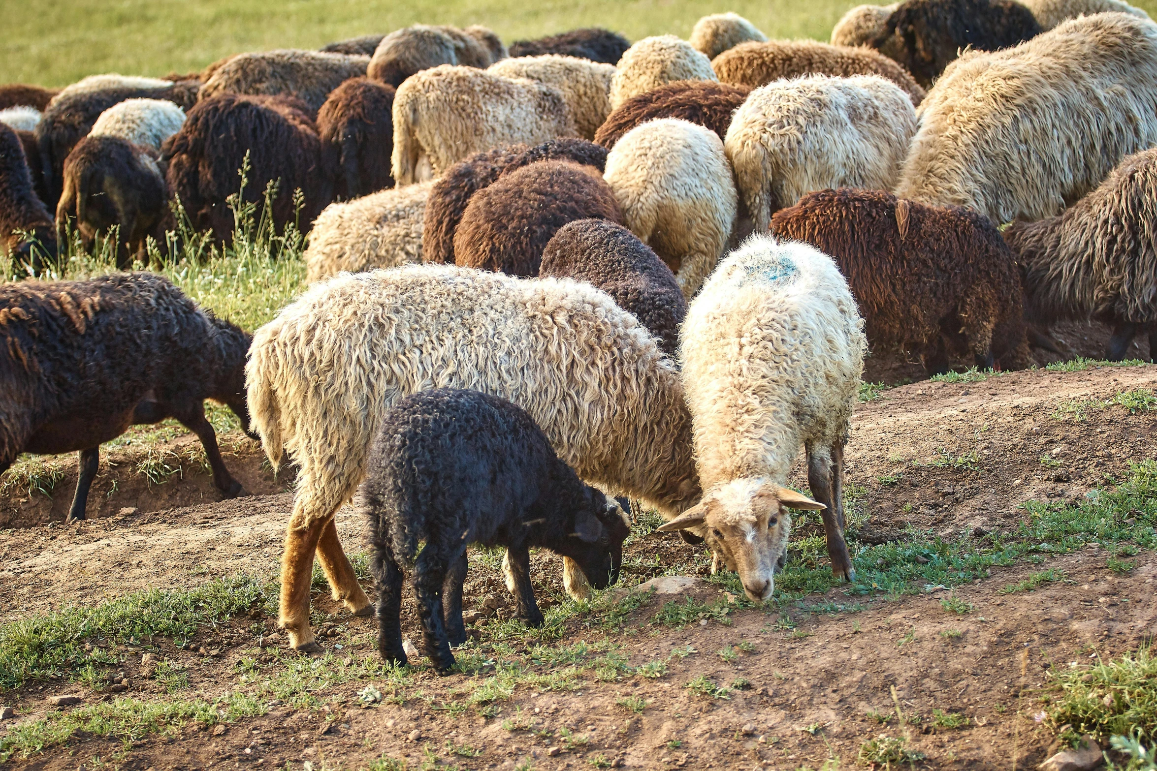 a herd of sheep grazing in a field, unsplash, renaissance, traditional russia, 2 0 0 0's photo, family dinner, high quality image”