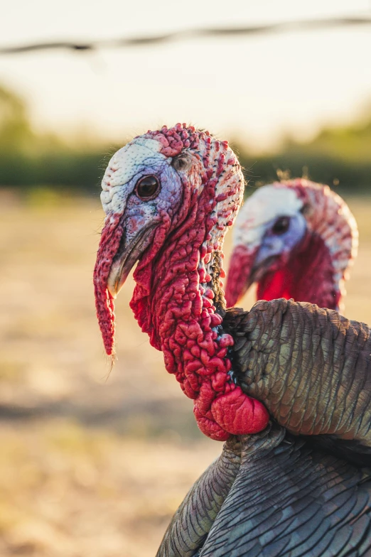 two turkeys standing next to each other in a field, a portrait, trending on pexels, made of wool, samburu, crimson, cotton