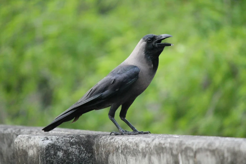 a black bird standing on top of a cement wall, by Gonzalo Endara Crow, pexels contest winner, renaissance, eating, 🦩🪐🐞👩🏻🦳, rare bird in the jungle, grey-eyed