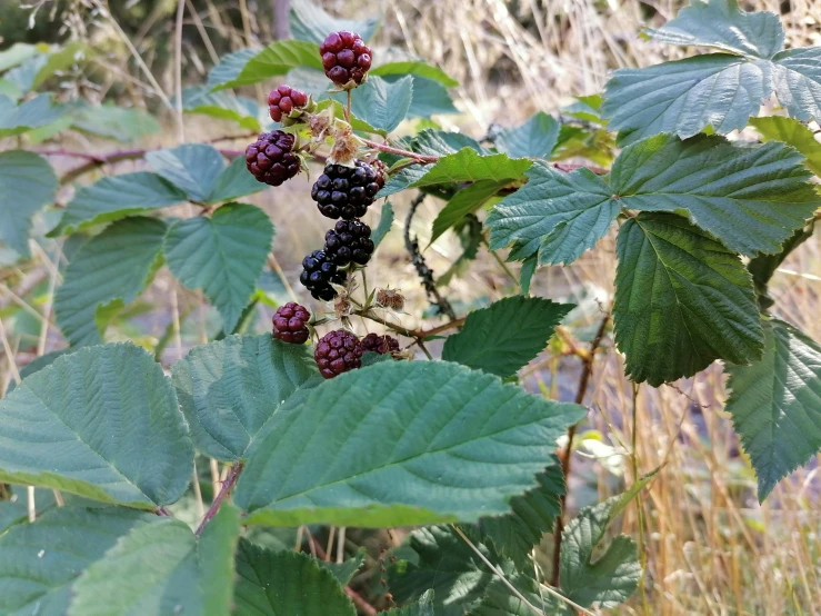 a bush with a bunch of blackberries on it, by Alison Watt, pexels, hurufiyya, phone photo, dessert, big leaves and stems, thumbnail