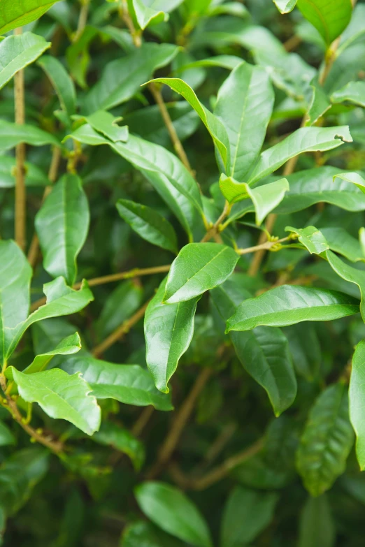 a close up of a plant with green leaves, inspired by Ceferí Olivé, hurufiyya, assam tea garden setting, vanilla, medium-shot, contain