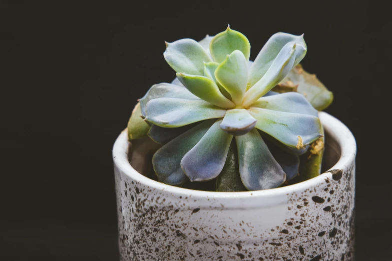 a close up of a small plant in a pot, a still life, inspired by Lewis Henry Meakin, trending on unsplash, patchy cactus, fragrant plants, raku, with a black background