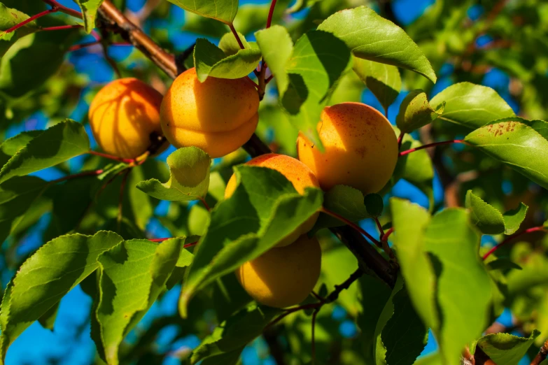 a bunch of ripe apricots hanging from a tree, by Jan Rustem, unsplash, green and yellow, thumbnail, shot on sony a 7 iii, gold