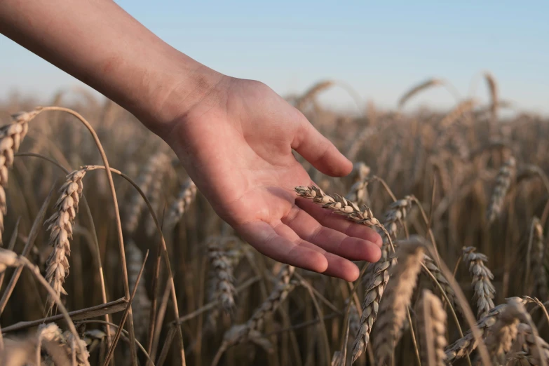 a close up of a person's hand in a field of wheat, by David Simpson, unsplash, multiple stories, sydney hanson, holding a milkor mgl, astri lohne