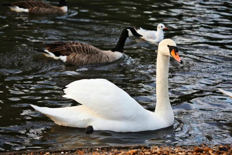 a white swan floating on top of a body of water, by Jacob Duck, pexels contest winner, gooses, various posed, at the waterside, esher