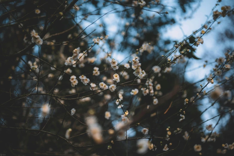 a tree filled with lots of white flowers, inspired by Elsa Bleda, trending on unsplash, aestheticism, flower buds, 中 元 节, color ( sony a 7 r iv, spring evening
