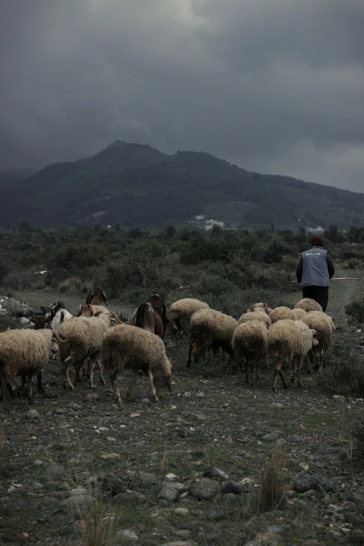 a herd of sheep walking across a dry grass covered field, an album cover, by Alexis Grimou, trending on unsplash, renaissance, dark overcast weather, greece, an arab standing watching over, traveling through the mountains