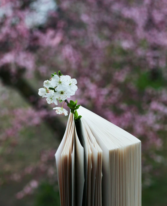 a book with a flower sticking out of it, unsplash, cherry blossom, thumbnail, multiple stories, unedited