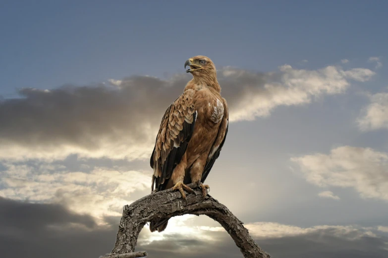 a large bird sitting on top of a tree branch, pexels contest winner, hurufiyya, skies behind, king of the desert, australian, kris kuksi