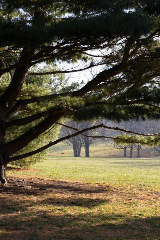 a red fire hydrant sitting on top of a lush green field, a picture, inspired by Patrick Dougherty, unsplash, american barbizon school, large tree casting shadow, panoramic shot, pine, golf course