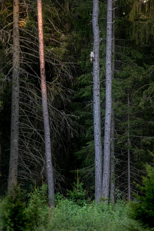 a brown bear standing on top of a lush green forest, inspired by Einar Hakonarson, unsplash contest winner, glowing white owl, photo taken at night, in the dolomites, huge tree trunks