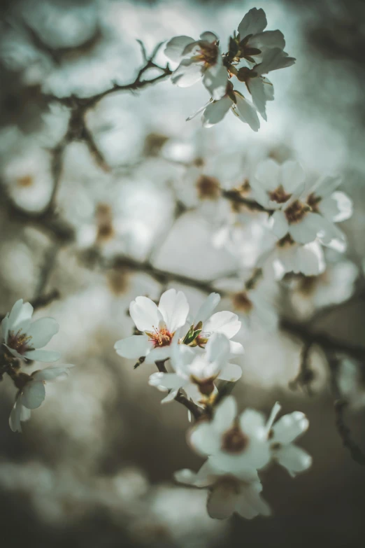 a bunch of white flowers sitting on top of a tree, by Jacob Toorenvliet, trending on unsplash, medium format. soft light, sakura bloomimg, professional iphone photo, scientific photo