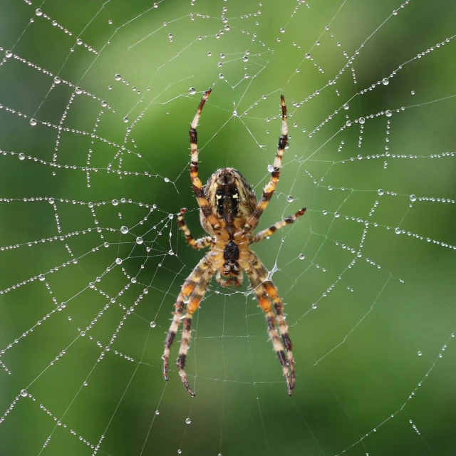 a spider sitting on top of a spider web, pexels contest winner, renaissance, glossy surface, slide show, dew, fully symmetrical