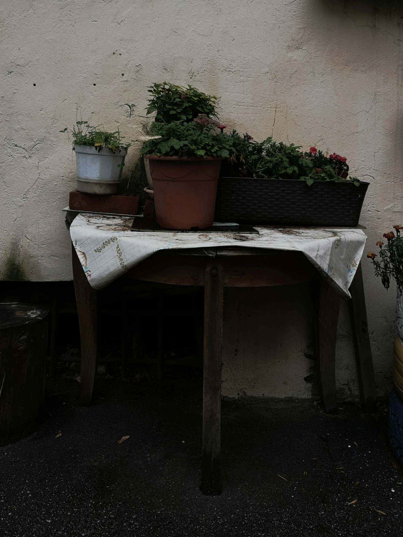 a group of potted plants sitting on top of a table, by Alessandro Allori, dusty abandoned shinjuku, laura watson, gardening, ansel ]