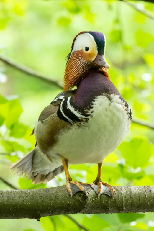 a bird sitting on top of a tree branch, the macho duck, confident stance, zoomed in, slide show