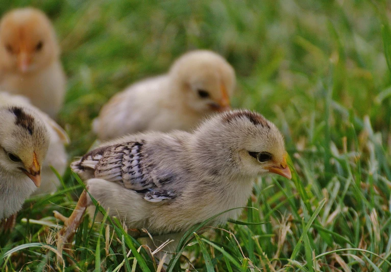 a group of small chickens standing on top of a lush green field