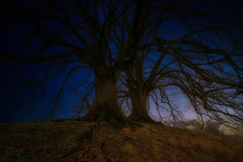 a couple of trees sitting on top of a hill, by Peter Churcher, art photography, lothlorien at night, lpoty, southern gothic art, 2022 photograph