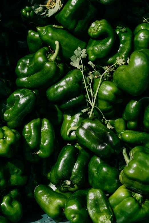 a pile of green peppers sitting on top of a table, albuquerque, black main color, center of image, full product shot