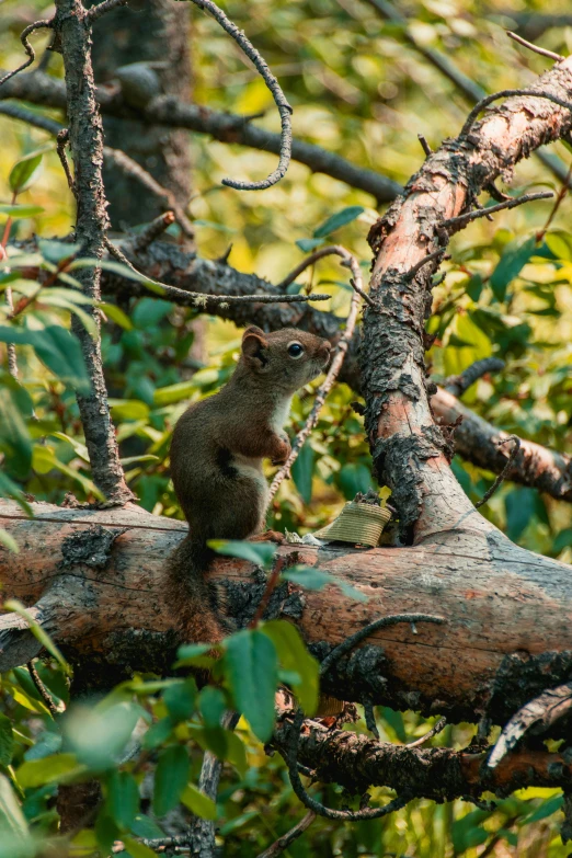 a squirrel sitting on top of a tree branch, pexels contest winner, a high angle shot, boreal forest, calmly conversing 8k, digital image
