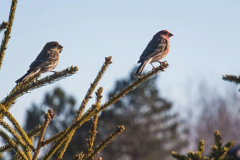 a couple of birds sitting on top of a tree, by Jesper Knudsen, trending on pexels, red wings, fan favorite, sparrows, medium shot angle