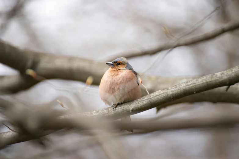 a small bird sitting on top of a tree branch, by Peter Churcher, trending on pexels, renaissance, in shades of peach, blue, grey, winter vibrancy