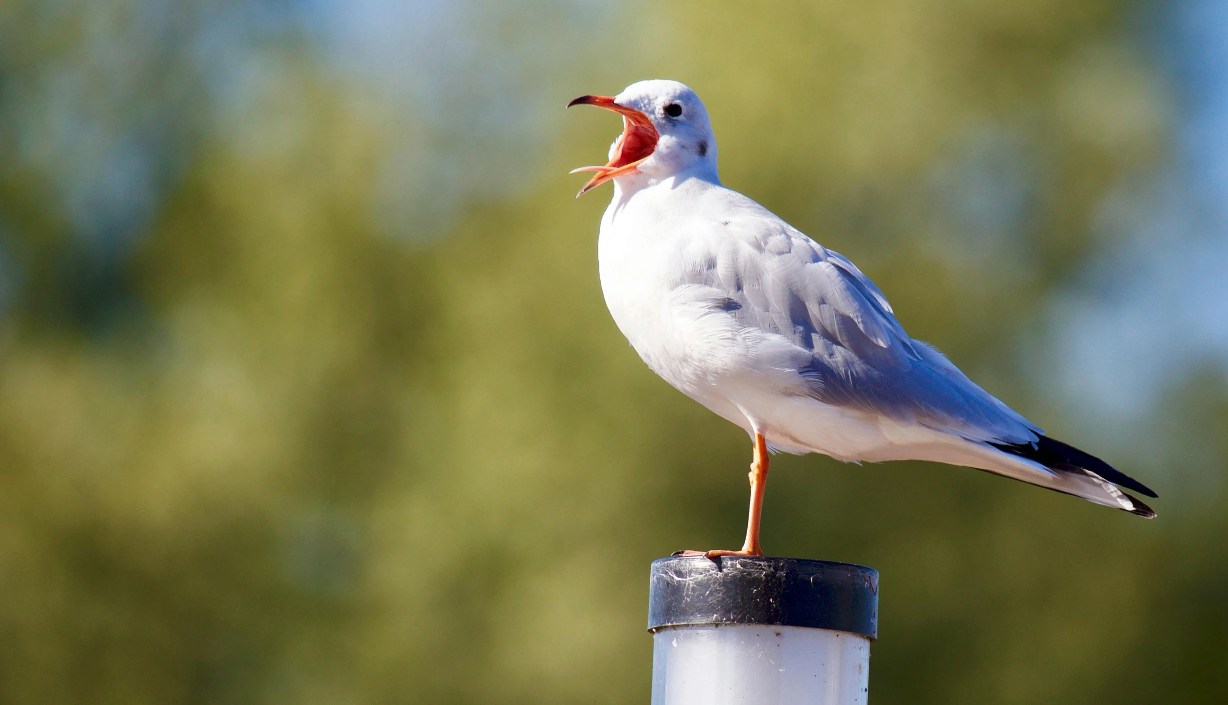 a close up of a bird on top of a pole, on a pedestal, white head, yawning, albino