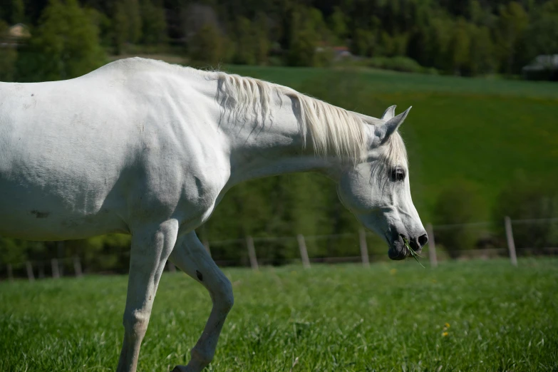 a white horse walking across a lush green field, arabesque, today\'s featured photograph 4k, grey, tjalf sparnaay 8 k, pale grey skin