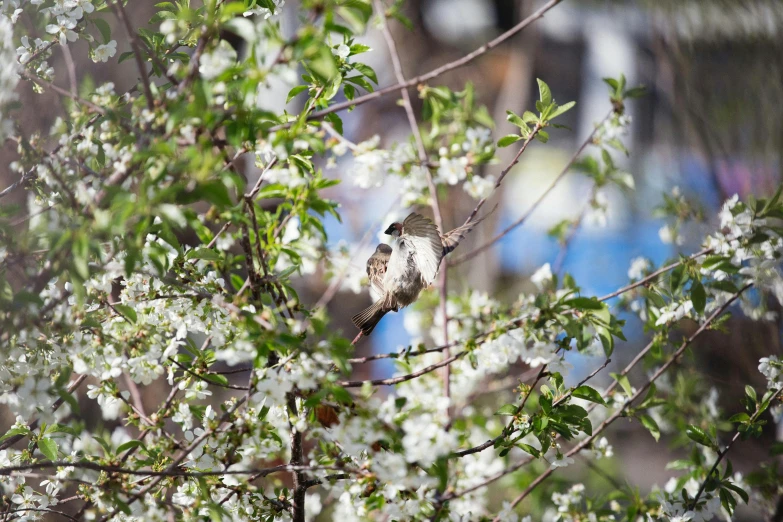 a bird sitting on top of a tree branch, unsplash, hurufiyya, cherry blosom trees, browns and whites, in a suburban backyard, sprawled out