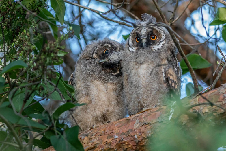 a couple of owls sitting on top of a tree branch, a portrait, by Gwen Barnard, pexels contest winner, manuka, birth, well preserved, avatar image