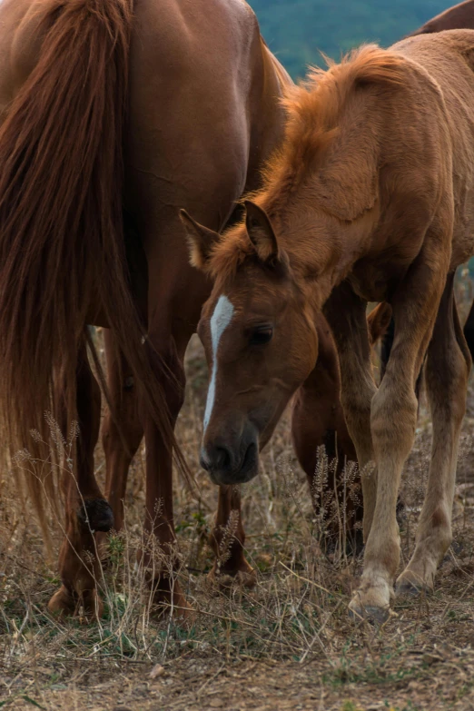 a couple of horses that are standing in the grass, by Daniel Taylor, pexels contest winner, renaissance, high-body detail, maternal, mustang, very sparse detail