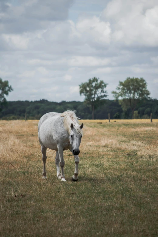 a white horse standing on top of a grass covered field, a photo, by Andries Stock, today\'s featured photograph 4k, summer day, grey, low quality photograph