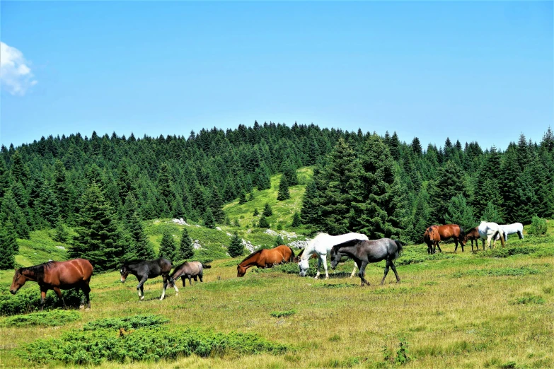 a herd of horses grazing on a lush green hillside, pexels contest winner, renaissance, spruce trees, 👰 🏇 ❌ 🍃, bosnian, delightful surroundings