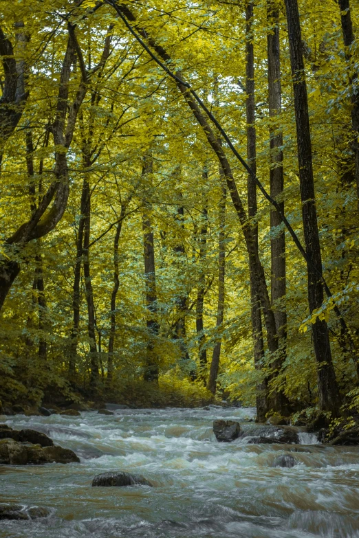 a stream running through a lush green forest, inspired by Ivan Shishkin, unsplash contest winner, renaissance, yellow infrared, ((forest))