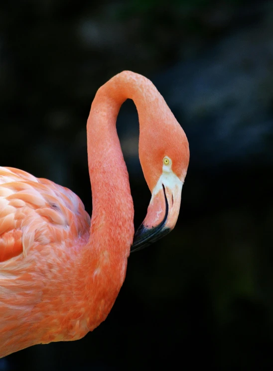 a close up of a flamingo's head and neck, a photo, by Greg Rutkowski, pexels contest winner, photorealism, taken in zoo, bird view, sassy pose, bahamas