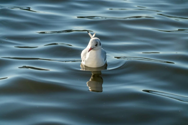 a white bird floating on top of a body of water, in the water, pareidolia, swanland, 2022 photograph