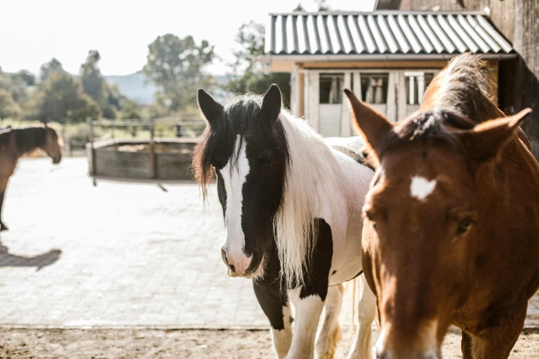 a couple of horses standing next to each other, unsplash, hollister ranch, outside in a farm, profile image