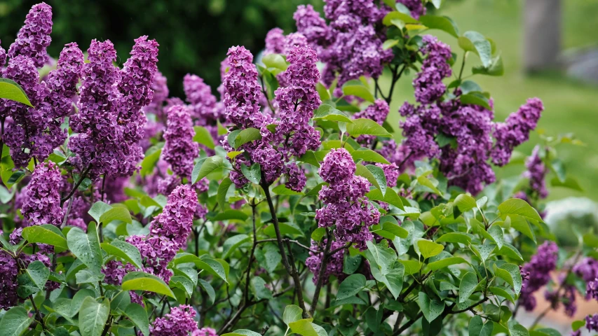 a bush of purple flowers with green leaves, by Julian Hatton, unsplash, lilac bushes, ((purple)), large tall, mint