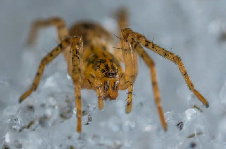 a close up of a spider on some ice, by Adam Marczyński, pexels contest winner, hurufiyya, full body shot hyperdetailed, resin, young female, close up front view