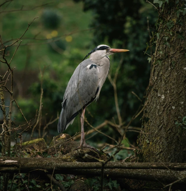 a large bird standing on top of a tree branch, pexels contest winner, heron, uk, low quality photo, fan favorite