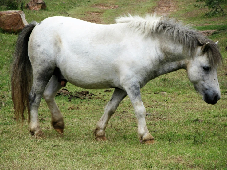 a white horse walking across a lush green field, hurufiyya, with grey skin, morbidly obese, flash photo