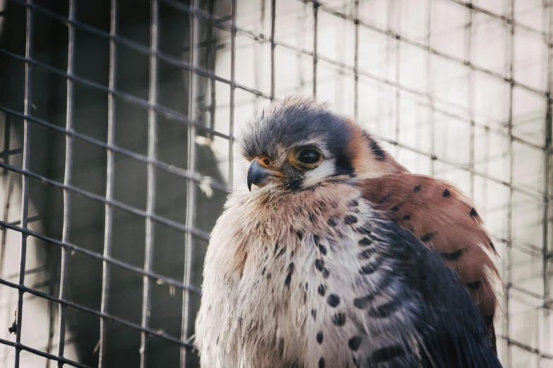 a close up of a bird in a cage, a portrait, trending on pexels, hurufiyya, falcon, spotted, including a long tail, portrait of a small