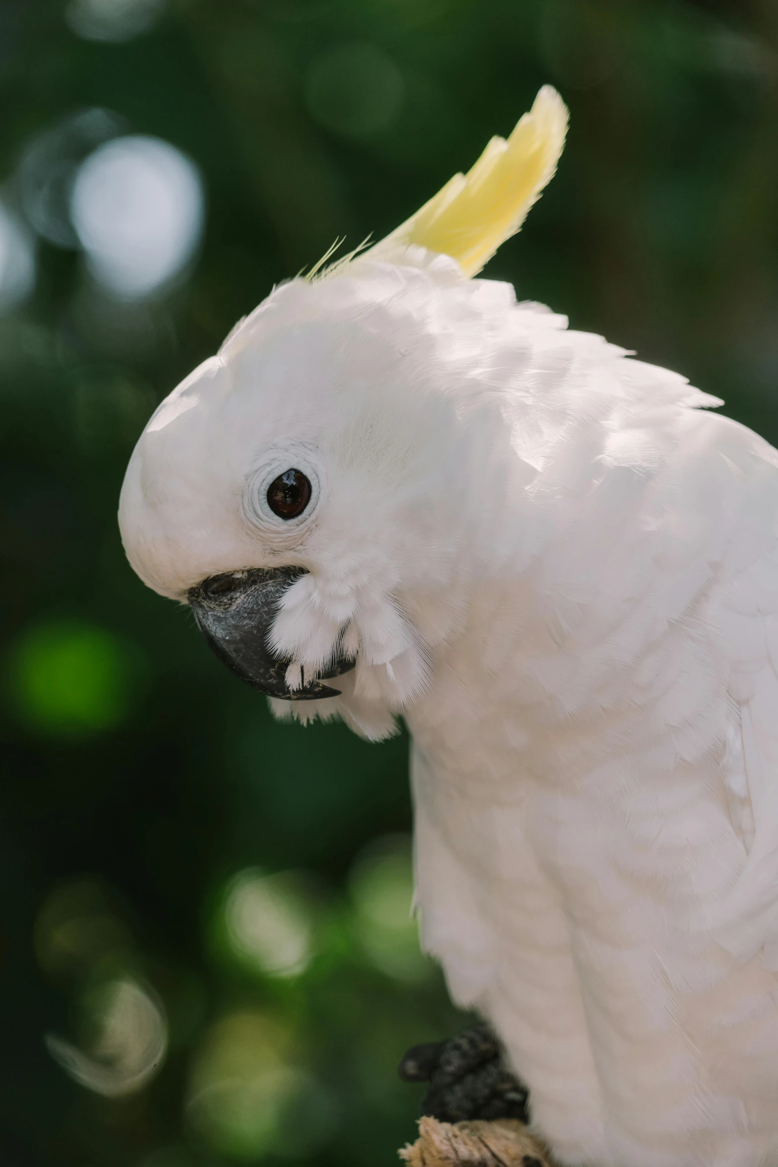 a white parrot sitting on top of a tree branch, a portrait, by Peter Churcher, trending on unsplash, closeup of the face, singapore, fluffy neck, taken in the late 2000s