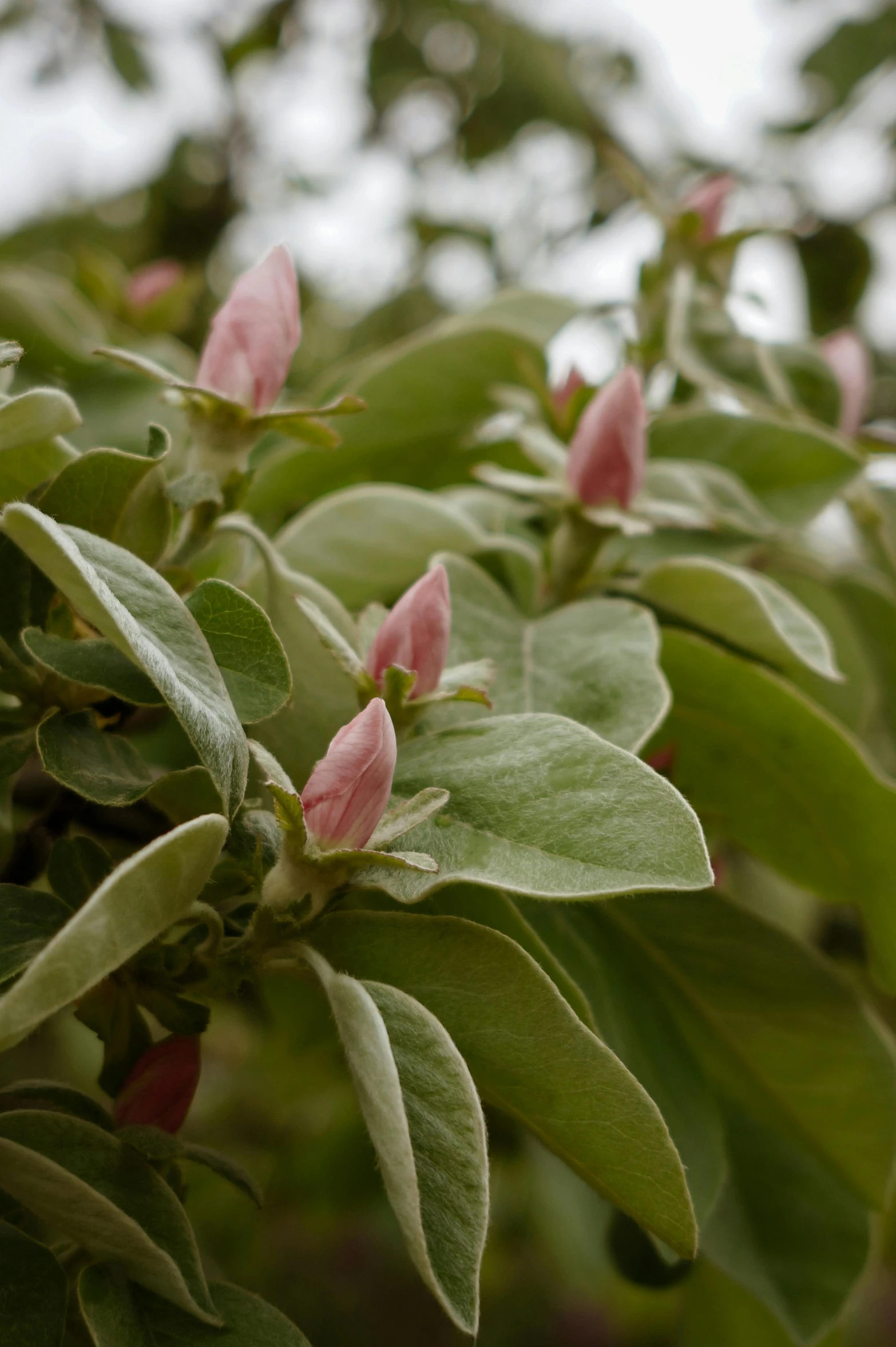 a close up of a plant with pink flowers, apple trees, slide show, overcast, pod