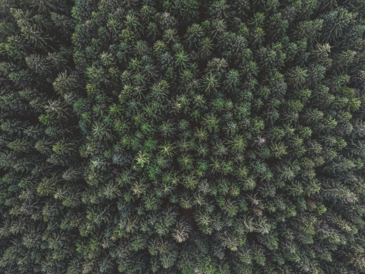 a view from the top of a pine tree, top selection on unsplash, in a forest clearing, taken from a plane, ((trees))