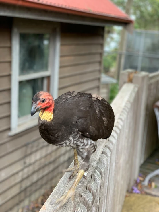 a bird sitting on top of a wooden fence, black steel with red trim, 💋 💄 👠 👗, craigslist photo, vulture