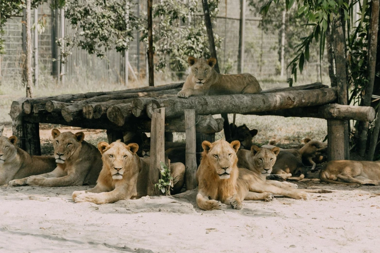 a group of lions laying on top of a wooden bench, profile image, camp, diverse species, in the center of the image