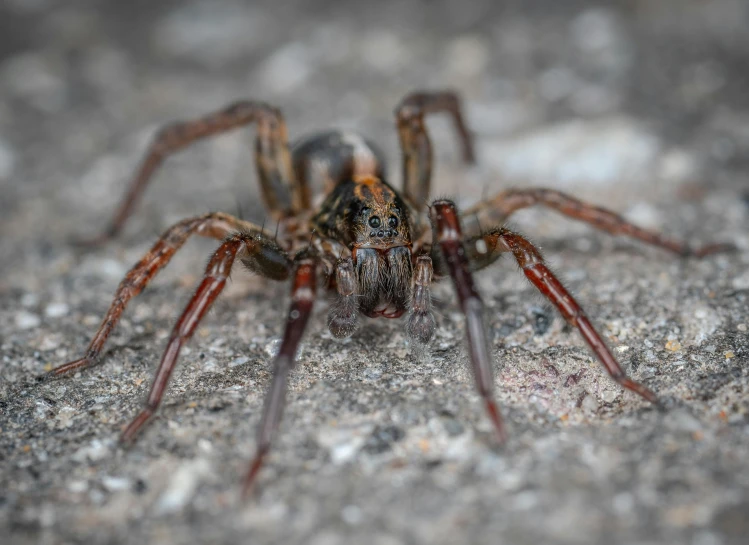 a close up of a spider on the ground, by Matija Jama, pexels contest winner, photorealism, aggressive stance, brown, undertailed, grey