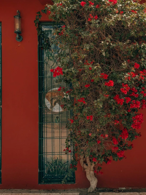 a red building with a tree in front of it, inspired by Elsa Bleda, pexels contest winner, aestheticism, flowers and vines, chile, door, photo for a magazine