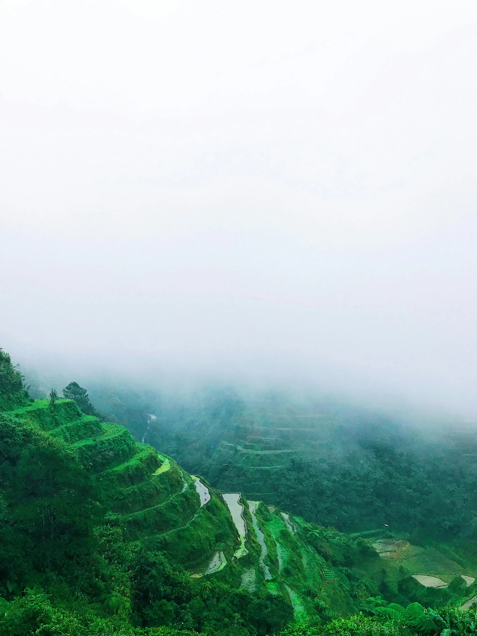 a group of people standing on top of a lush green hillside, by Robbie Trevino, pexels contest winner, sumatraism, layered fog, 2 5 6 x 2 5 6 pixels, panoramic, staggered terraces